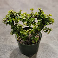 6" Portulacaria Green Afra Heart Mini Jade